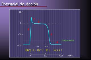 Potencial de Acción