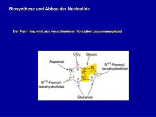 Biosynthese und Abbau der Nucleotide