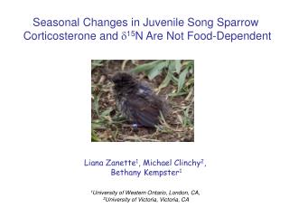 Seasonal Changes in Juvenile Song Sparrow Corticosterone and d 15 N Are Not Food-Dependent