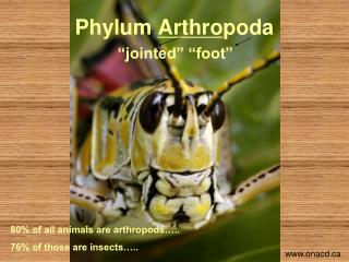 Phylum Arthro poda “jointed” “foot”