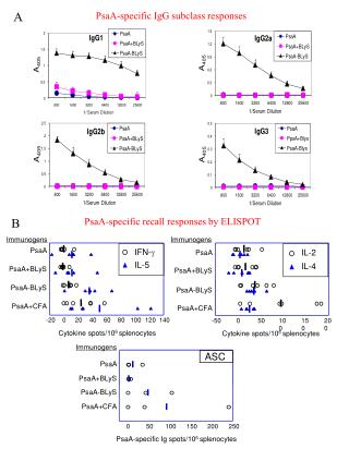 PsaA-specific IgG subclass responses