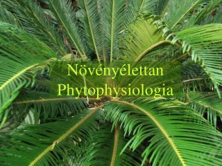 Növényélettan Phytophysiologia