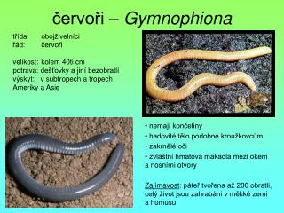 červoři – Gymnophiona