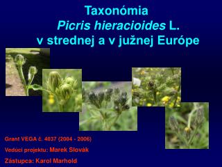 Taxon ó mia Picris hieracioides L. v strednej a v južnej Európe