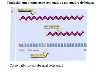 Tradução: um mesmo gene com mais de um quadro de leitura