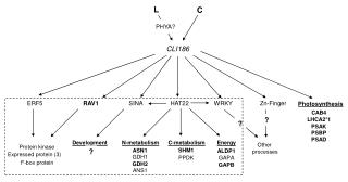 N-metabolism