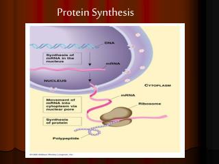 Protein Synthesis