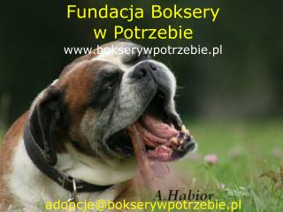 Fundacja Boksery w Potrzebie bokserywpotrzebie.pl
