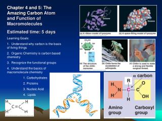 Chapter 4 and 5: The Amazing Carbon Atom and Function of Macromolecules Estimated time: 5 days