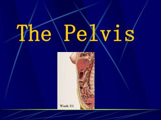 The Pelvis