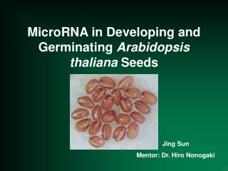 MicroRNA in Developing and Germinating Arabidopsis thaliana Seeds