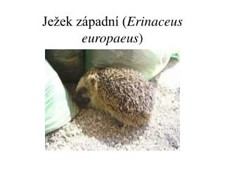 Ježek západní ( Erinaceus europaeus )