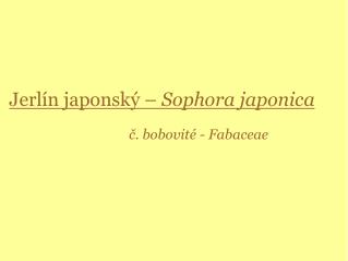 Jerlín japonský – Sophora japonica č. bobovité - Fabaceae