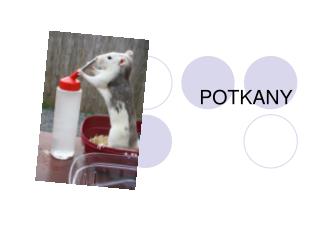 POTKANY