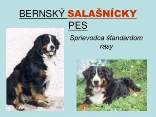 BERNSKÝ SALAŠNÍCKY PES