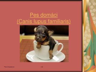 Pes domáci ( Canis lupus familiaris )