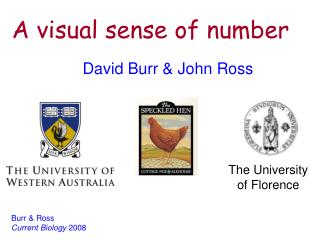 A visual sense of number