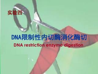 DNA 限制性内切酶消化酶切 DNA restriction enzyme digestion