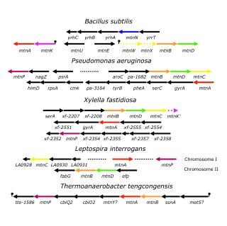 Bacillus subtilis