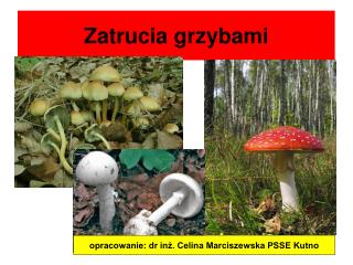 Zatrucia grzybami