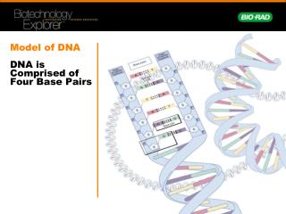 Model of DNA DNA is Comprised of Four Base Pairs