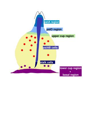 pstA region