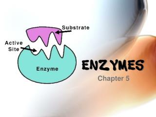 Enzymes