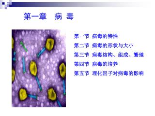 第一章 病 毒