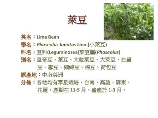 英名： Lima Bean 學名： Phaseolus lunatus Linn.( 小萊豆 ) 科名： 豆科 (Leguminosea) 菜豆屬 ( Phaseolus )