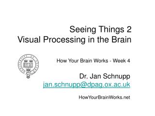 Seeing Things 2 Visual Processing in the Brain