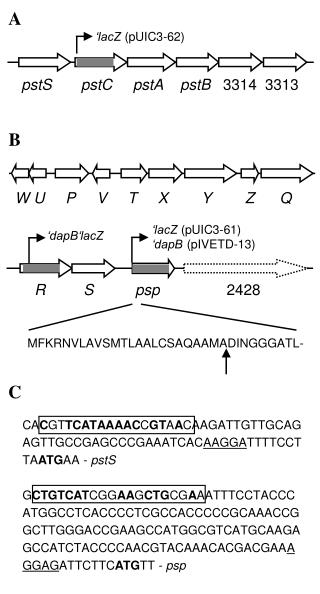 ‘lacZ (pUIC3-62)