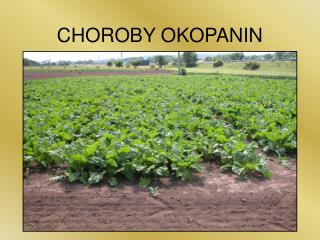 CHOROBY OKOPANIN