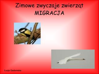 Zimowe zwyczaje zwierząt MIGRACJA