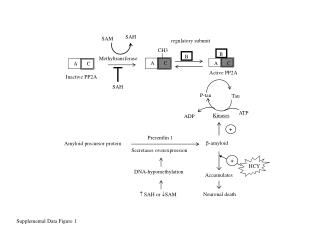 regulatory subunit