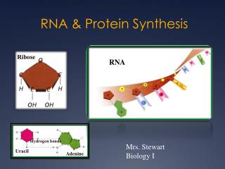 RNA &amp; Protein Synthesis