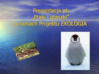Prezentacja pt. „Ptaki i ptaszki” w ramach Projektu EKOLOGIA