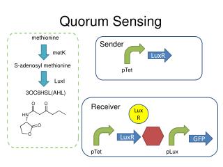 Quorum Sensing