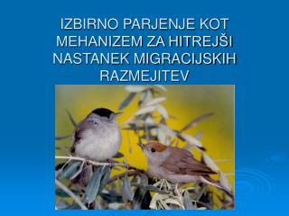 IZBIRNO PARJENJE KOT MEHANIZEM ZA HITREJŠI NASTANEK MIGRACIJSKIH RAZMEJITEV