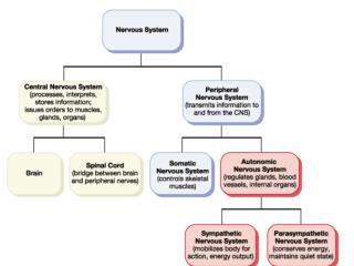 The autonomic nervous system