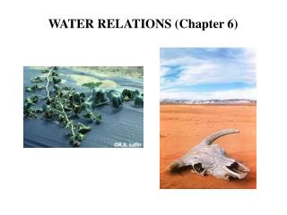 WATER RELATIONS (Chapter 6)