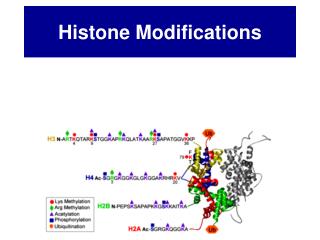 Histone Modifications