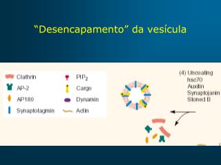 “Desencapamento” da vesícula