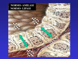 NORMO- AMILASI NORMO- LIPASI