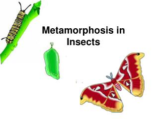 PPT - Metamorphosis In Insects PowerPoint Presentation, Free Download ...