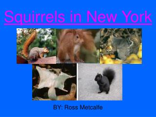 Squirrels in New York