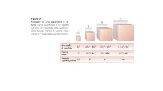 Costituito da SCHELETRO e MUSCOLATURA SCHELETRICA.