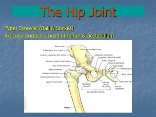 The Hip Joint