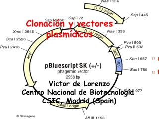 Clonación y vectores plasmídicos