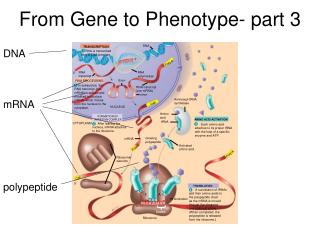 From Gene to Phenotype- part 3