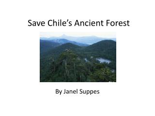 Save Chile’s Ancient Forest